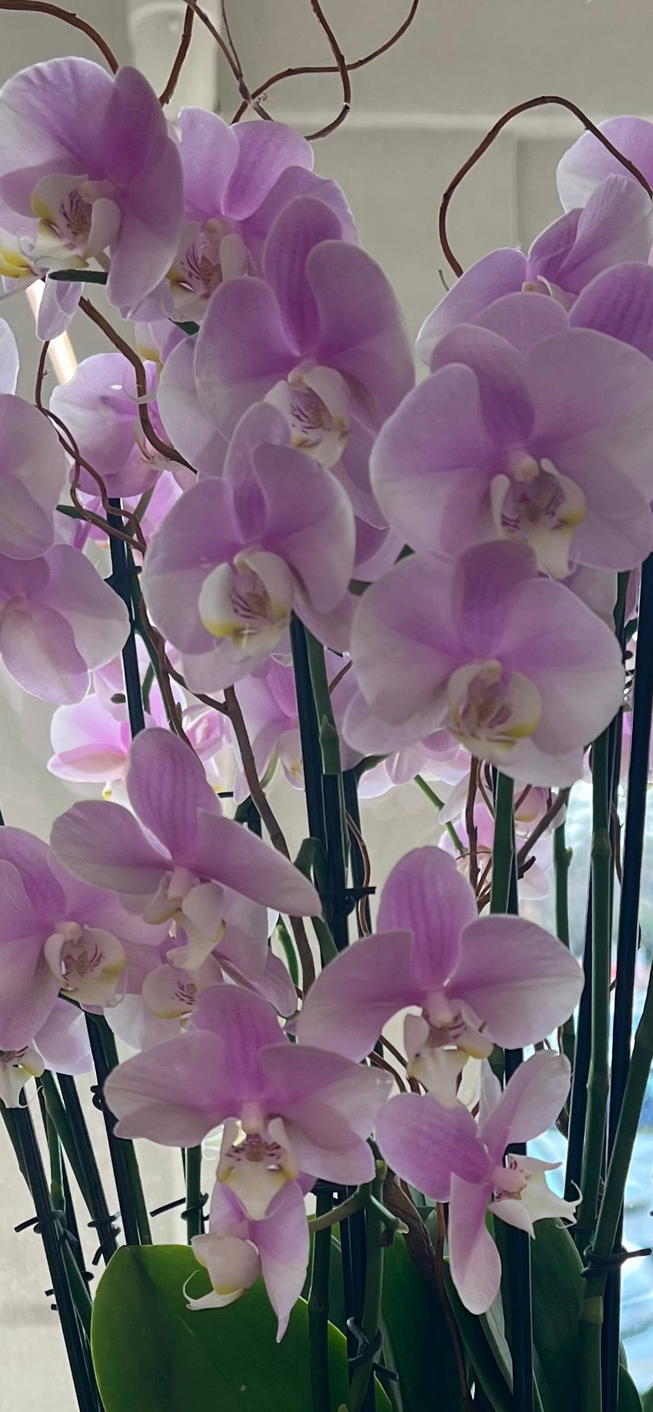 Floral Bloom