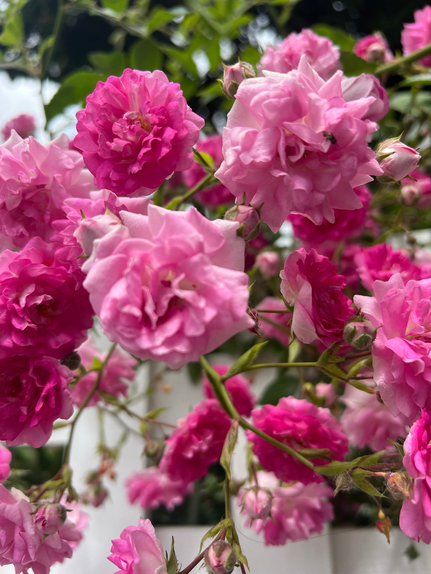 Balconies in Bloom