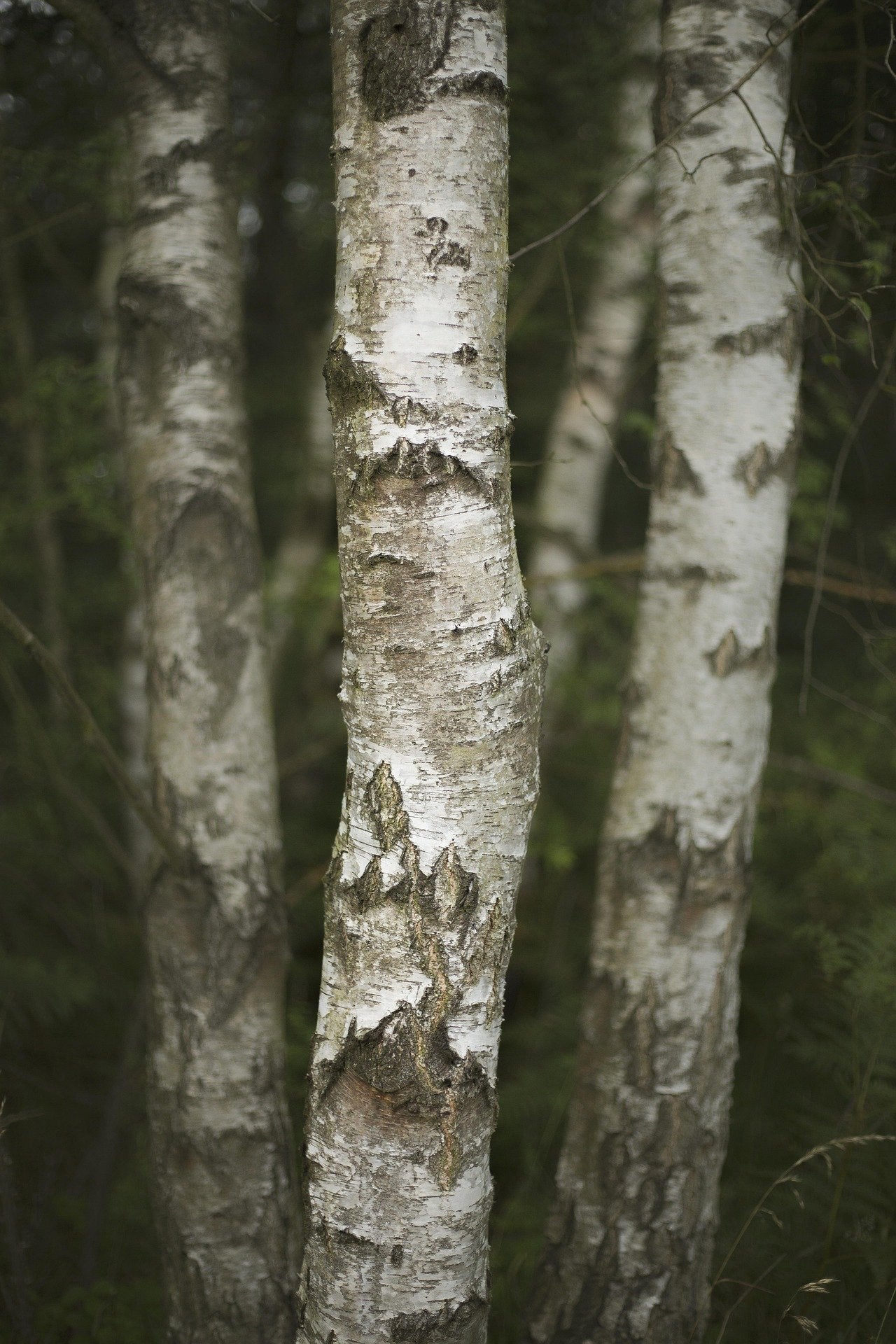 Vanilla Whitewood