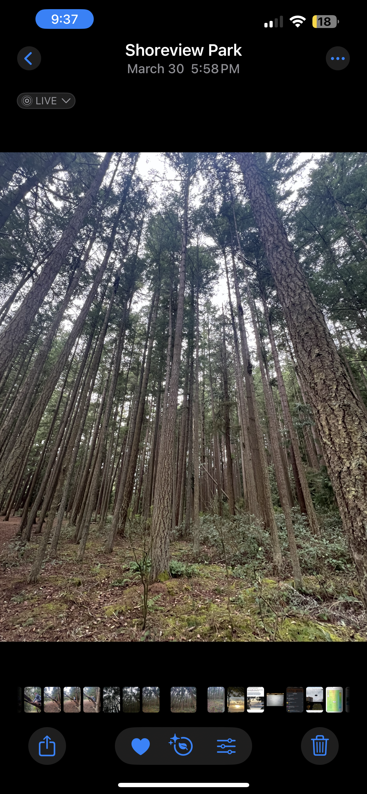 Woods
