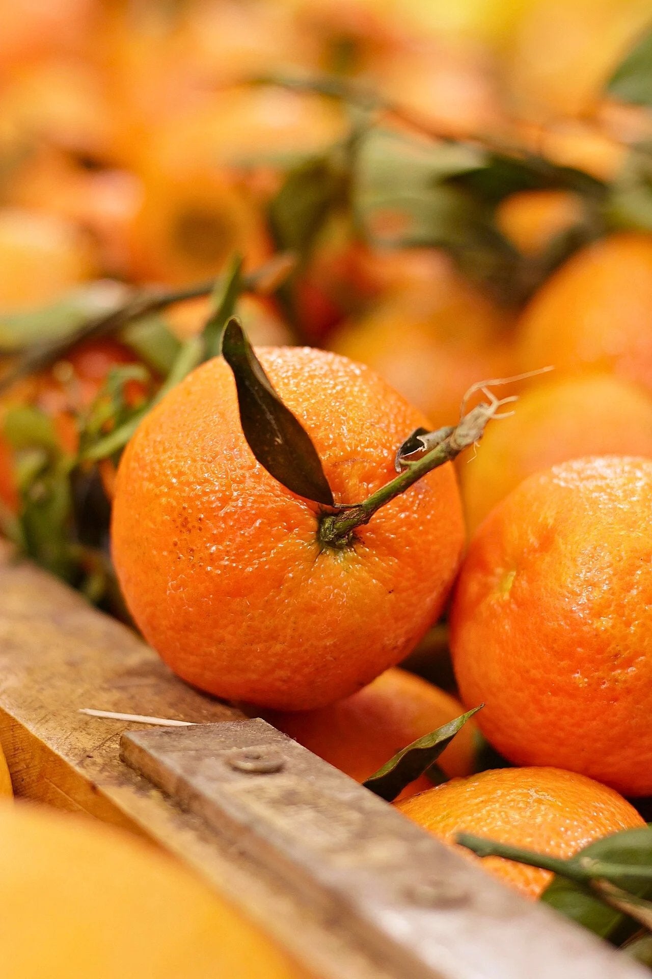 Citrus Glow