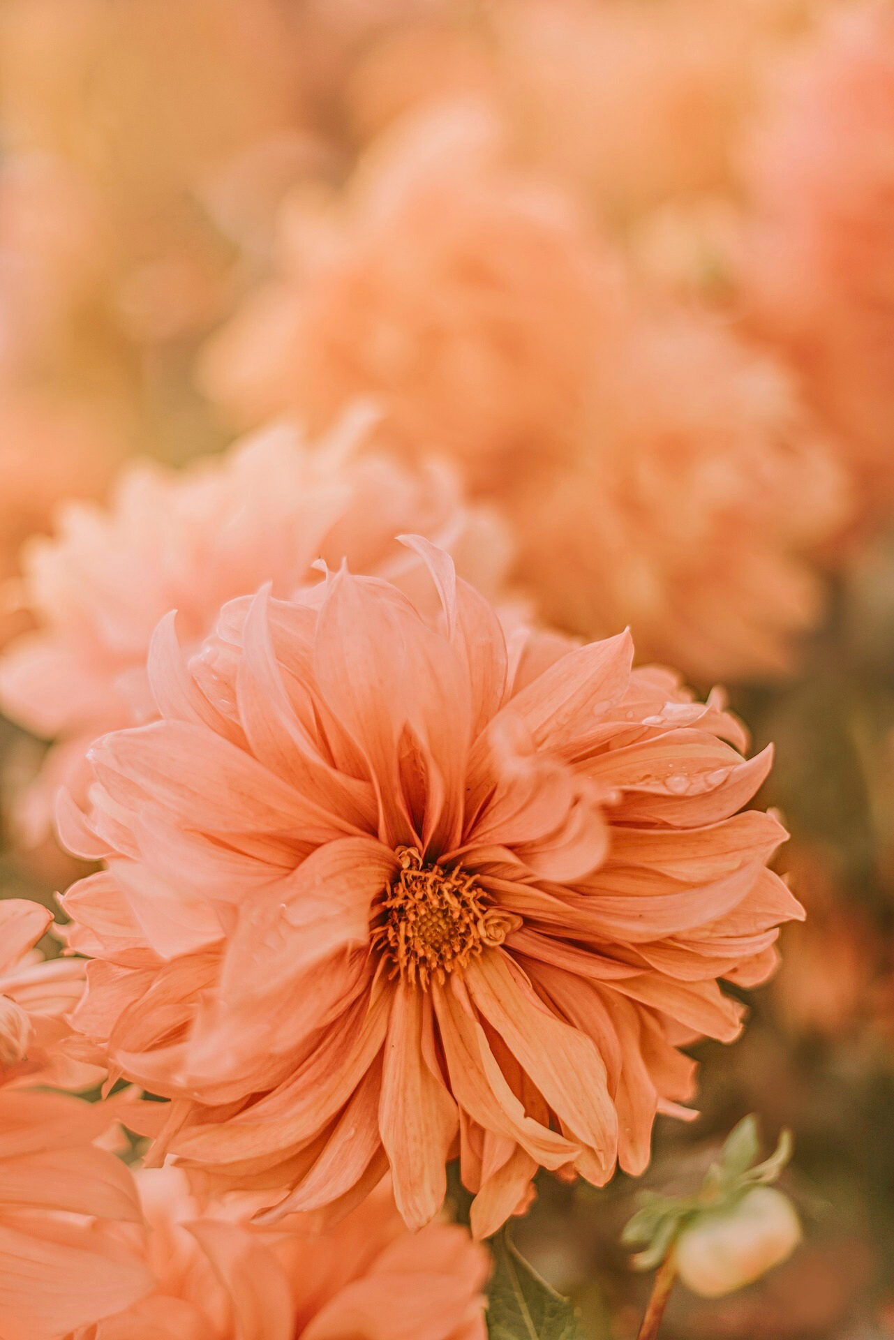 Isle of Petals
