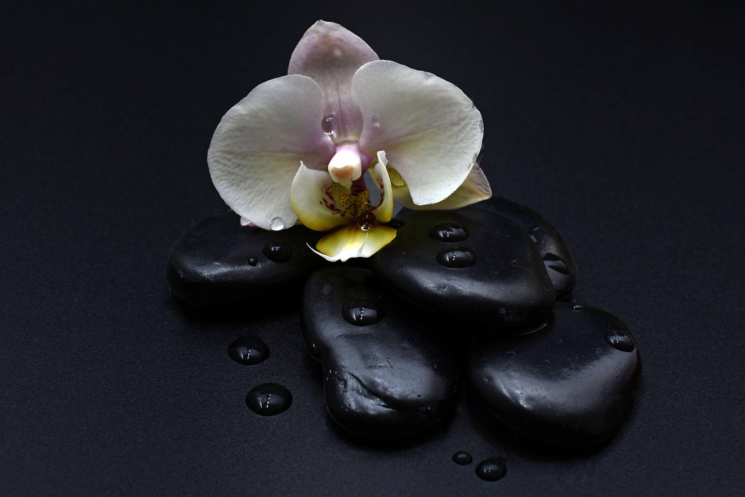 Orchid Tide